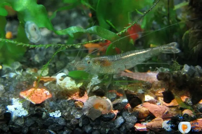 Malawa Shrimp Caridina Pareparensis Parvidentata Care 11 Interesting Facts 4695