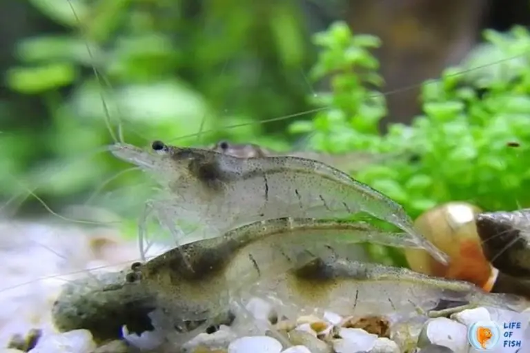 Malawa Shrimp (Caridina pareparensis parvidentata) Care |11 Interesting ...