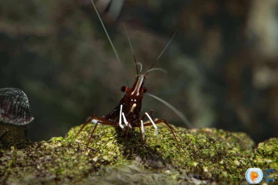 Sulawesi Shrimp