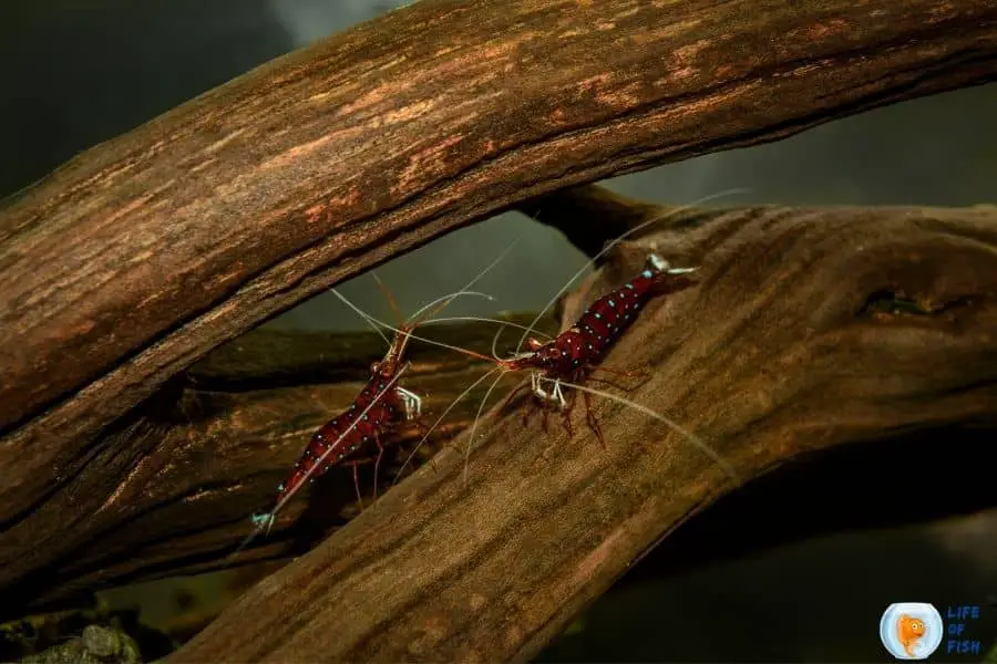 Sulawesi Shrimp