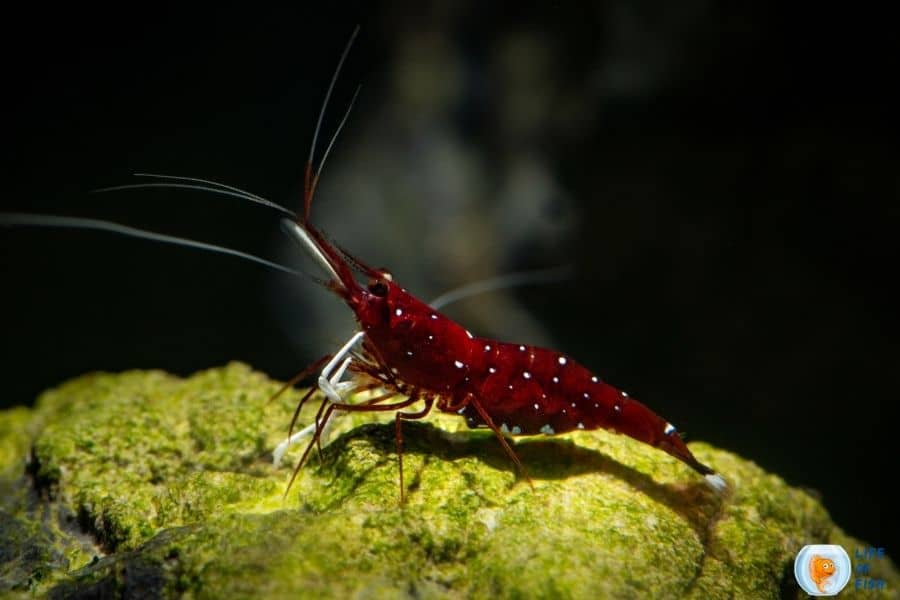 sulawesi-shrimp-rare-species-care-guide