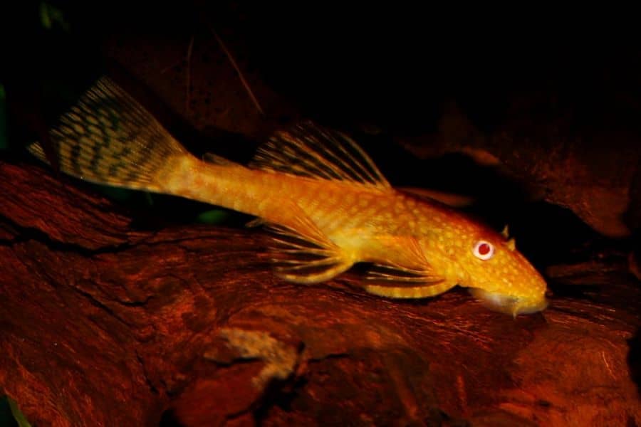 Albino Bristlenose Pleco