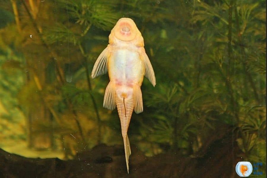 Albino Bristlenose Pleco