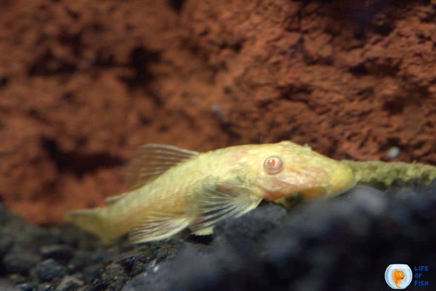 Albino Bristlenose Pleco