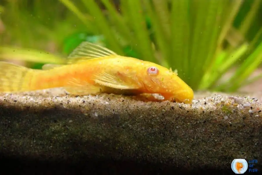 Albino Bristlenose Pleco