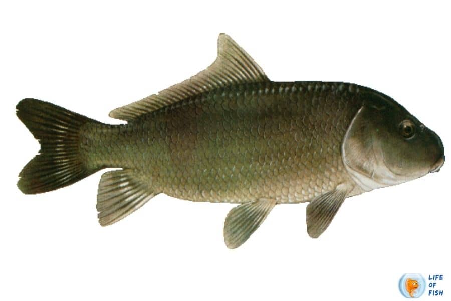 black buffalo fish