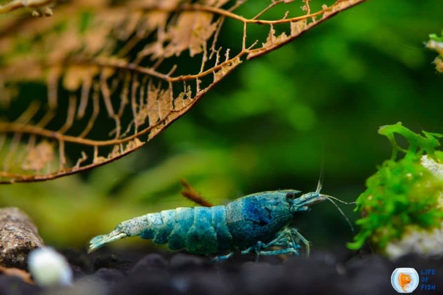 blue bolt shrimp