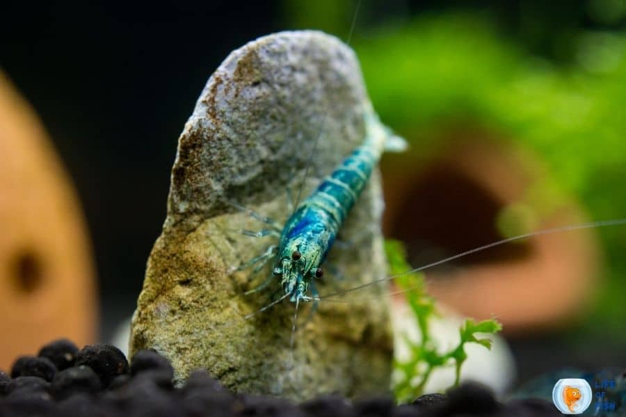 blue bolt shrimp