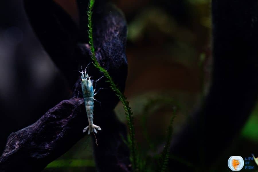 blue bolt shrimp