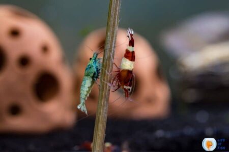 5 Colorful Aquarium Shrimp for Beginners