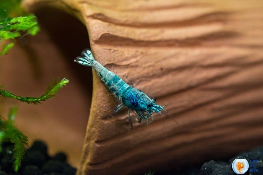 blue bolt shrimp