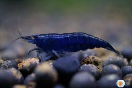 Blue Dream Shrimp (Neocaridina Davidi) Ultimate Care Guide