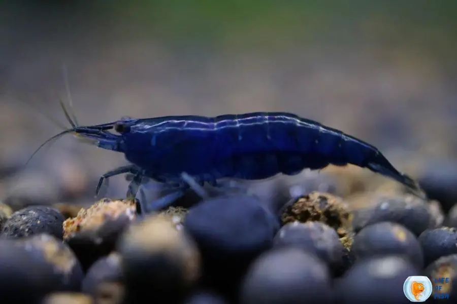 blue dream shrimp