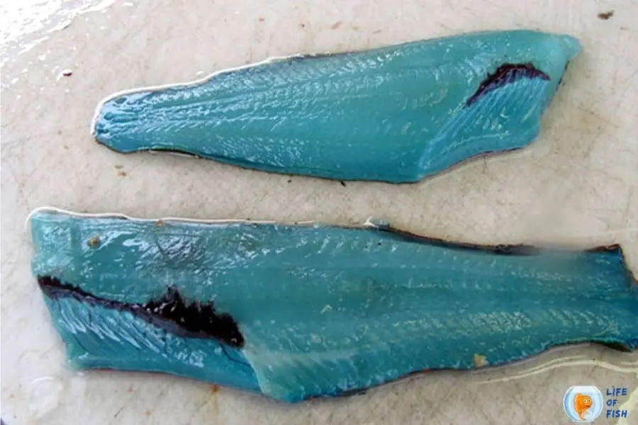 blue lingcod meat