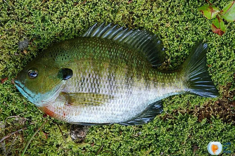 Lepomis macrochirus