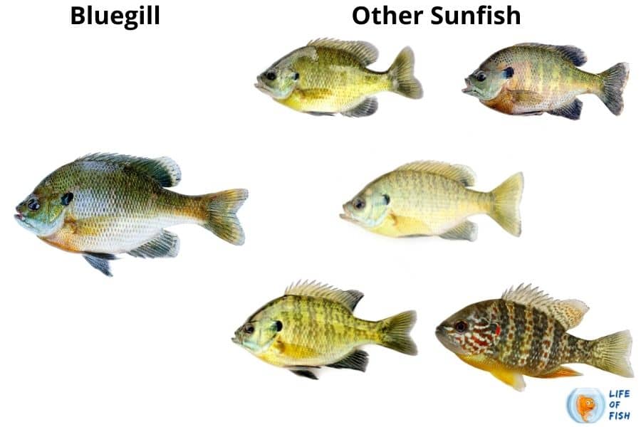 bluegill vs sunfish