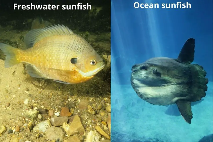 ocean sunfish