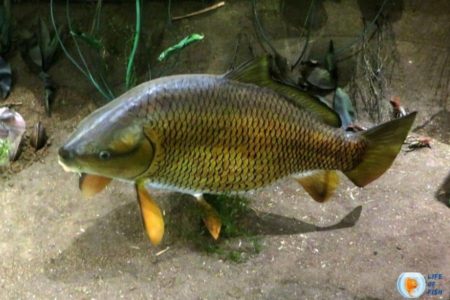 9 Super Interesting Facts You Need To Know About Buffalo Fish