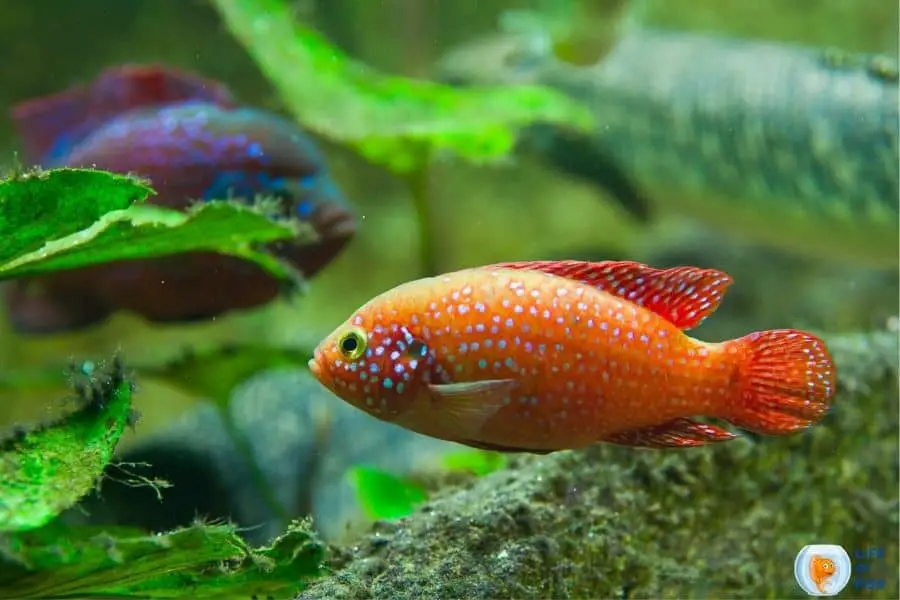 Do Cichlids Eat Plants? | More On Cichlids Feeding Behaviour