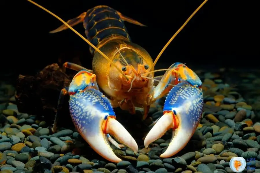 crayfish in cold water