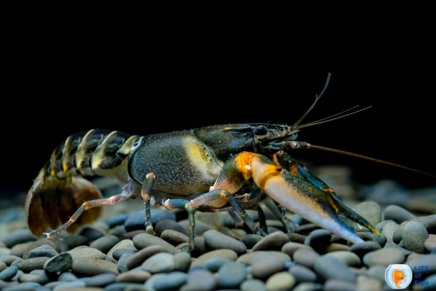 crayfish in cold water
