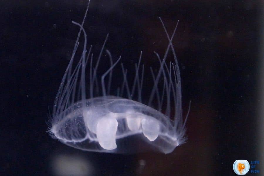 freshwater jellyfish