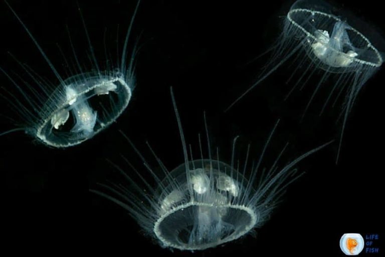 Are There Freshwater Jellyfish ? 10 Amazing Facts