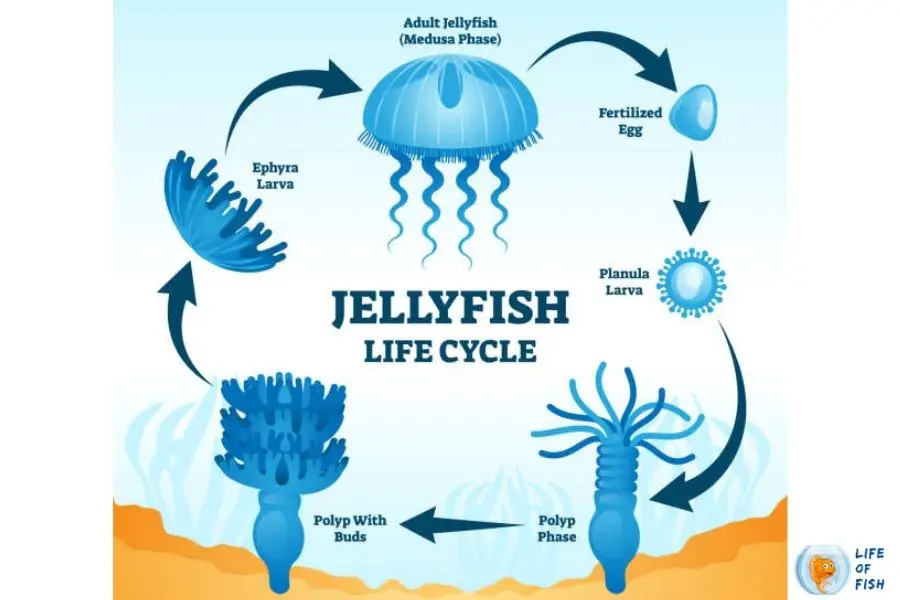 freshwater jellyfish