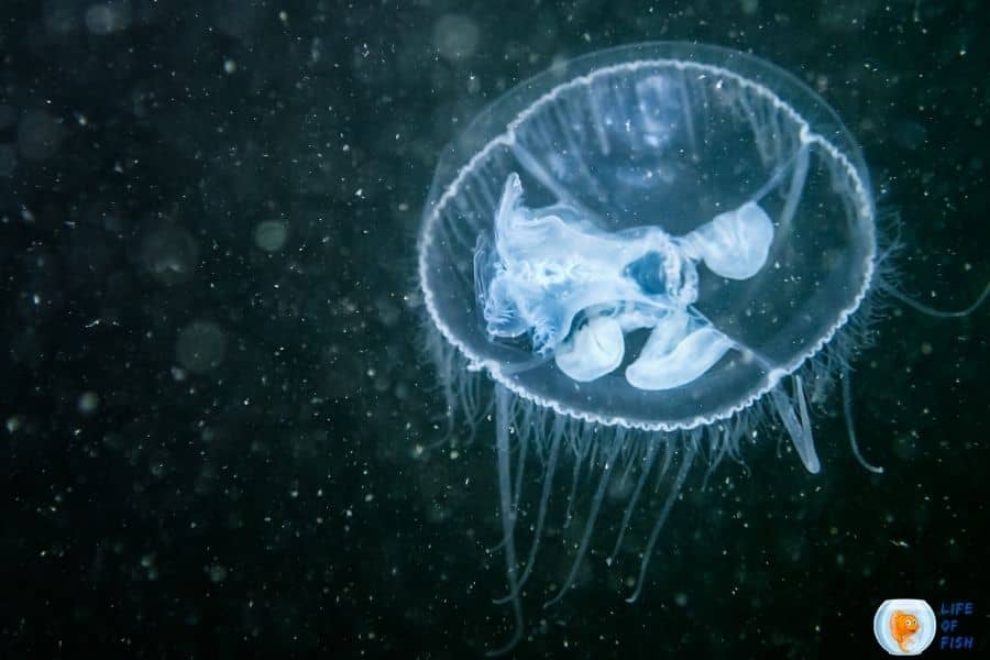 freshwater jellyfish