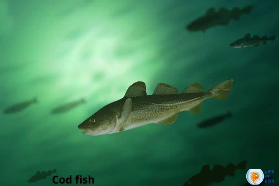 cod