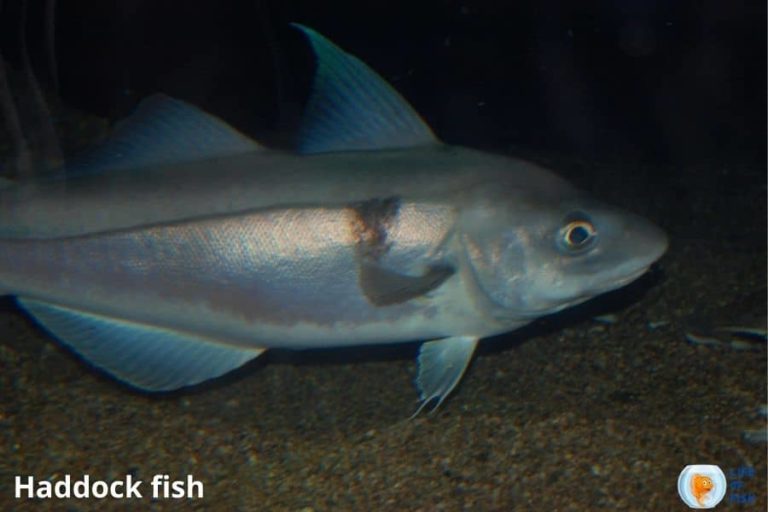Haddock Vs. Cod Who Is The Best? 11 Facts To Consider