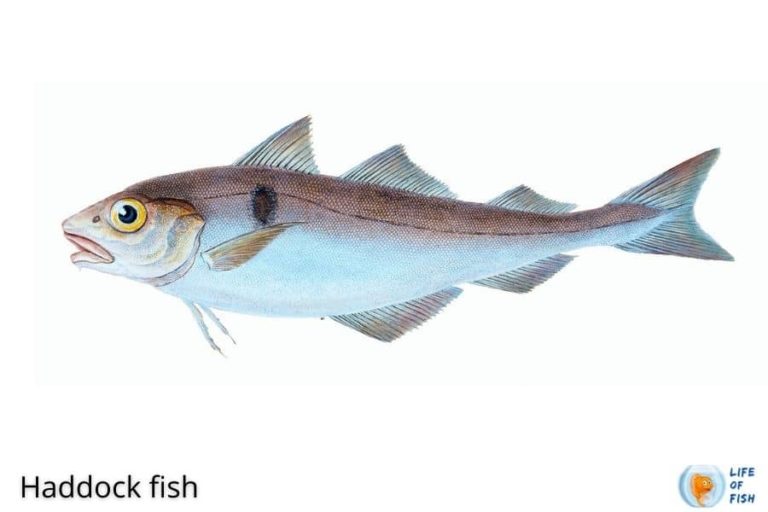 Haddock Vs. Cod Who Is The Best? 11 Facts To Consider