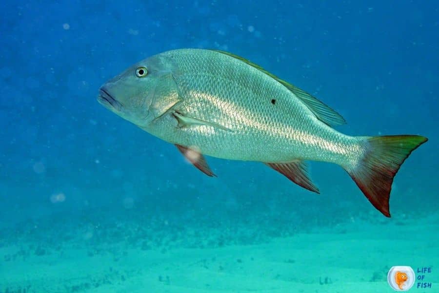 mutton snapper