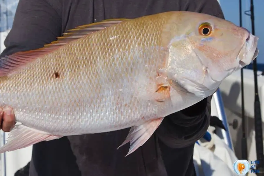 mutton snapper 