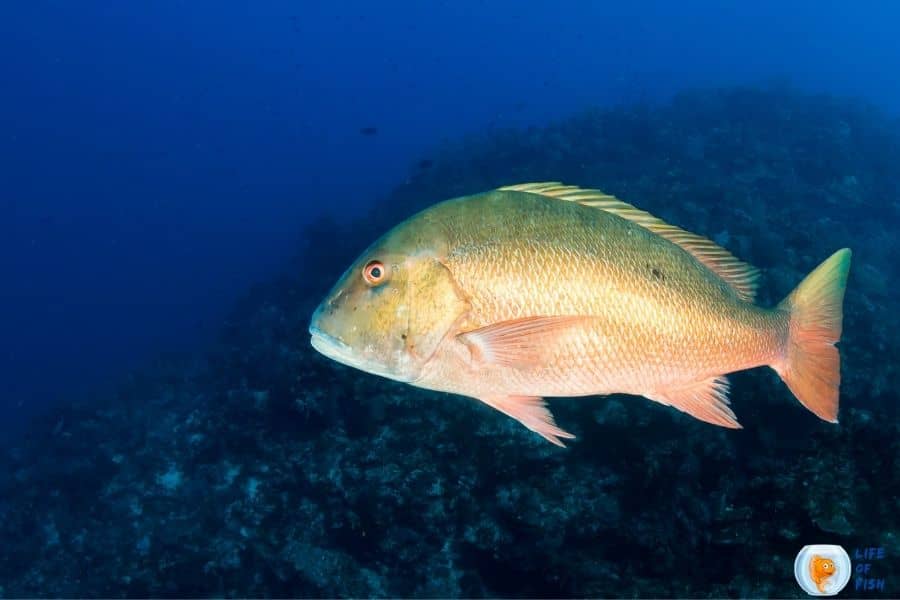 mutton snapper