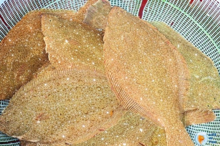 Olive Flounder (Paralichthys Olivaceus) 8 Interesting Facts