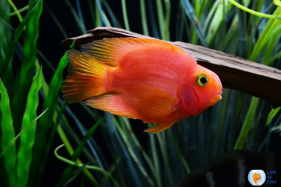 parrotfish eat