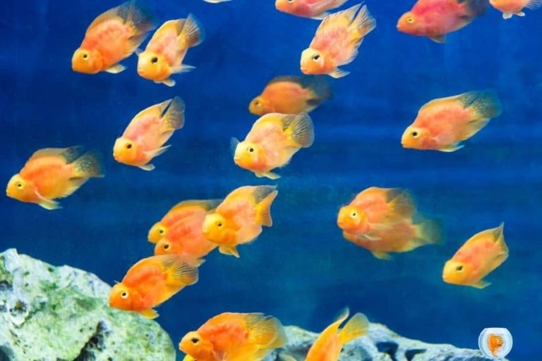 Do Freshwater Parrotfish Eat Plants? (Parrot Fish Feeding)