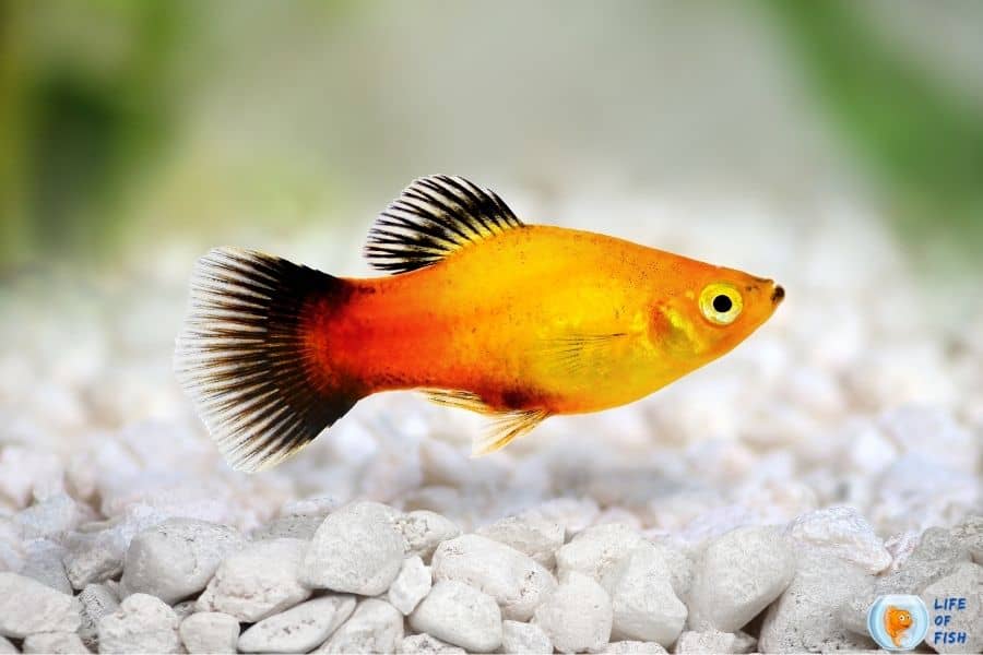 How To Stop Platy From Breeding