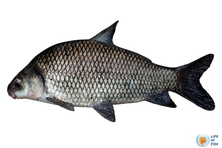 9 Super Interesting Facts You Need To Know About Buffalo Fish