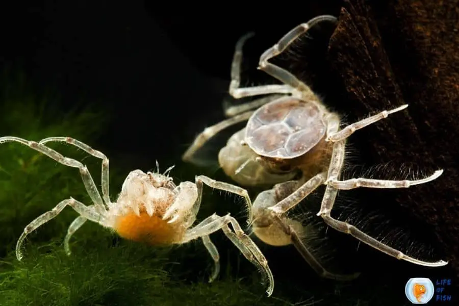 thai micro crab