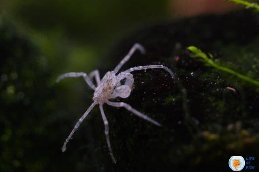 Limnopilos naiyanetri