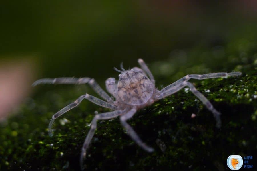 Limnopilos naiyanetri