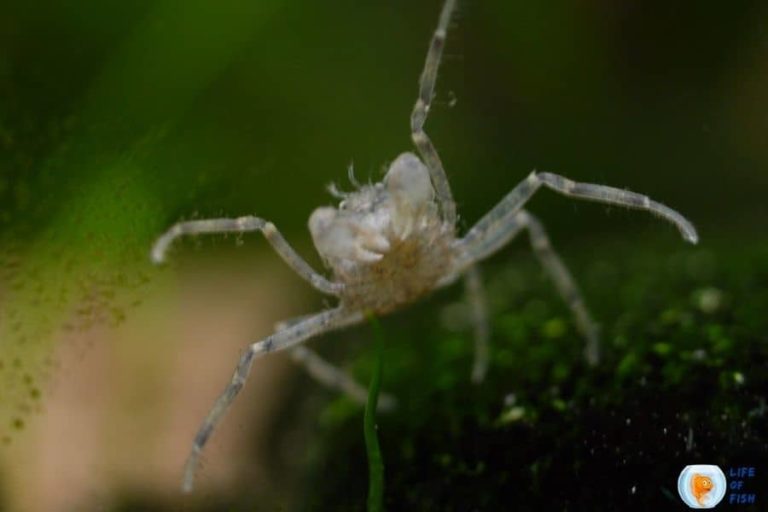 10 Interesting Facts About Cute Thai Micro Crab (Limnopilos naiyanetri)