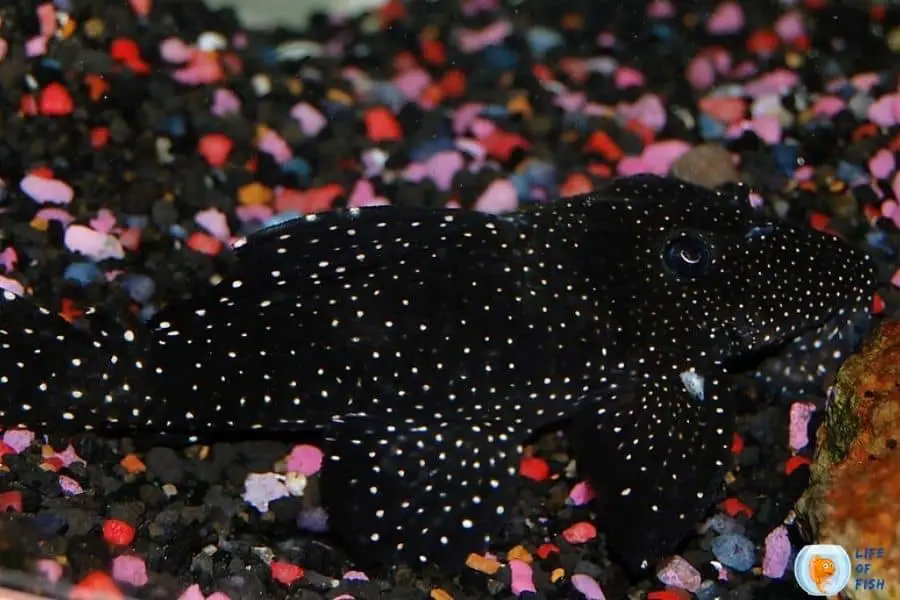 vampire pleco