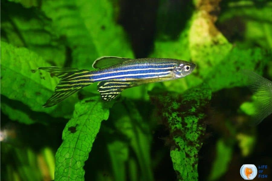 zebra danios