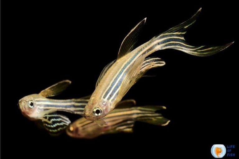 Can Zebra Danios Live Without A Filter? | And 6 Related Facts