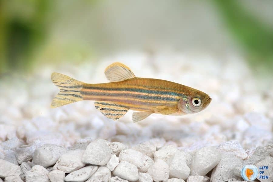 Danio rerio