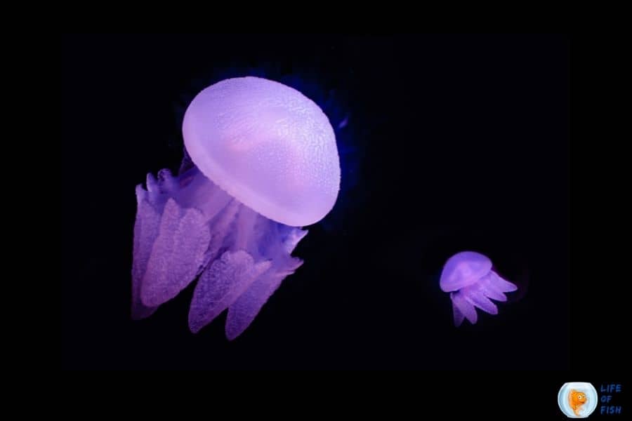 How long do jellyfish live