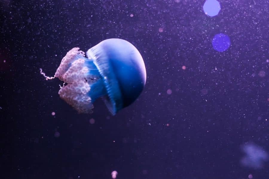 Blue Blubber Jellyfish